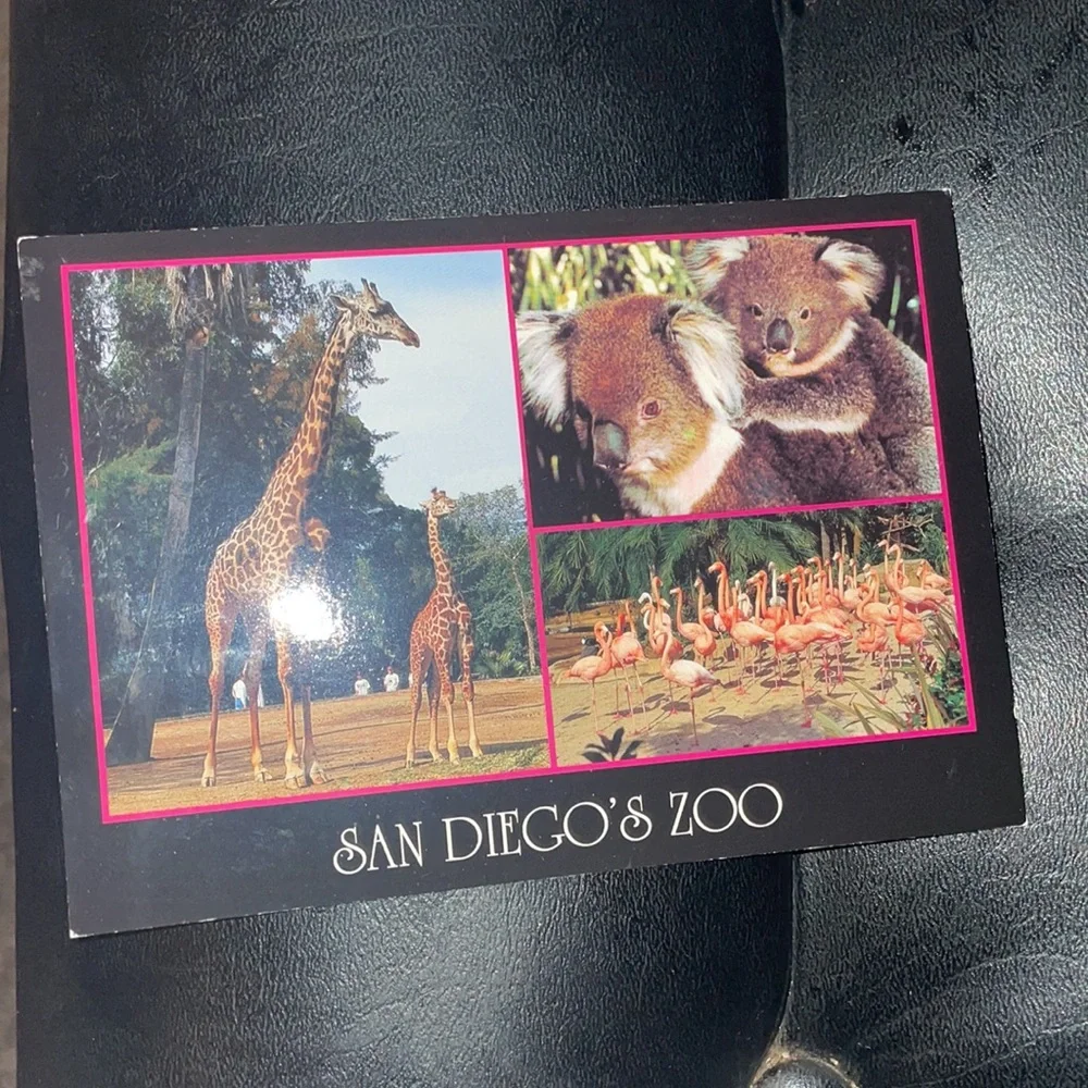 Antique Collectible Vintage. San Diego’s Zoo Postcard.